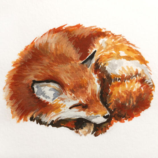 fox, sleeping