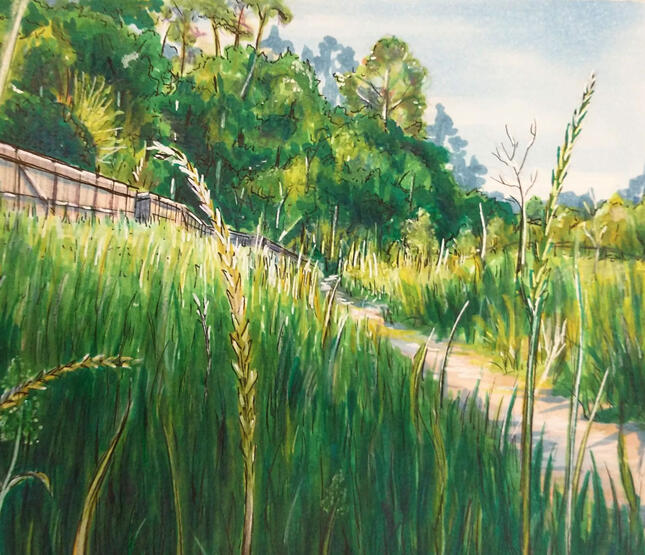 gully trail in summer